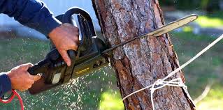 Why Choose Our Tree Removal Services in Martha Lake, WA?